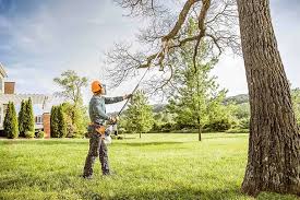 Best Tree Risk Assessment  in Paw Paw Lake, MI