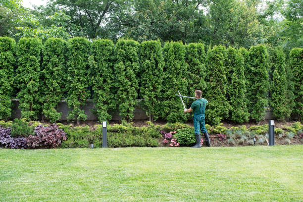 Best Organic Lawn Care Solutions  in Paw Paw Lake, MI