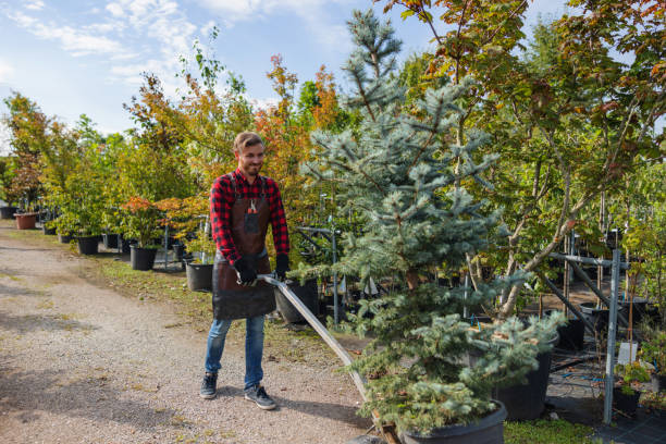 Reliable Paw Paw Lake, MI  Tree Services Solutions