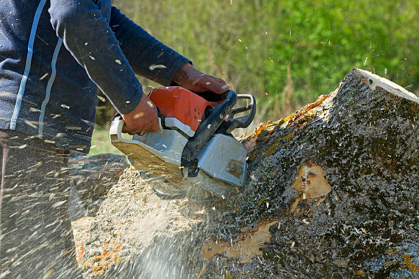 Best Hedge Trimming  in Paw Paw Lake, MI